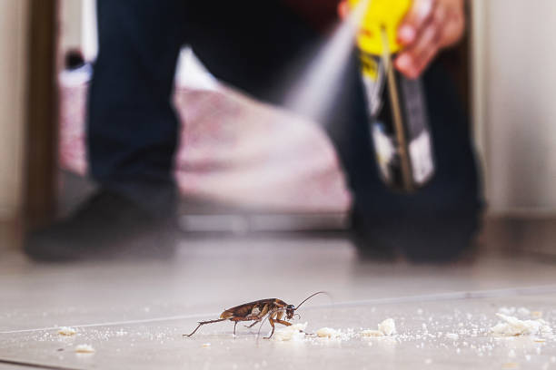 Best Spider Control Near Me  in Alum Rock, CA