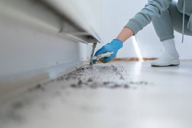 Best Affordable Pest Control Services  in Alum Rock, CA